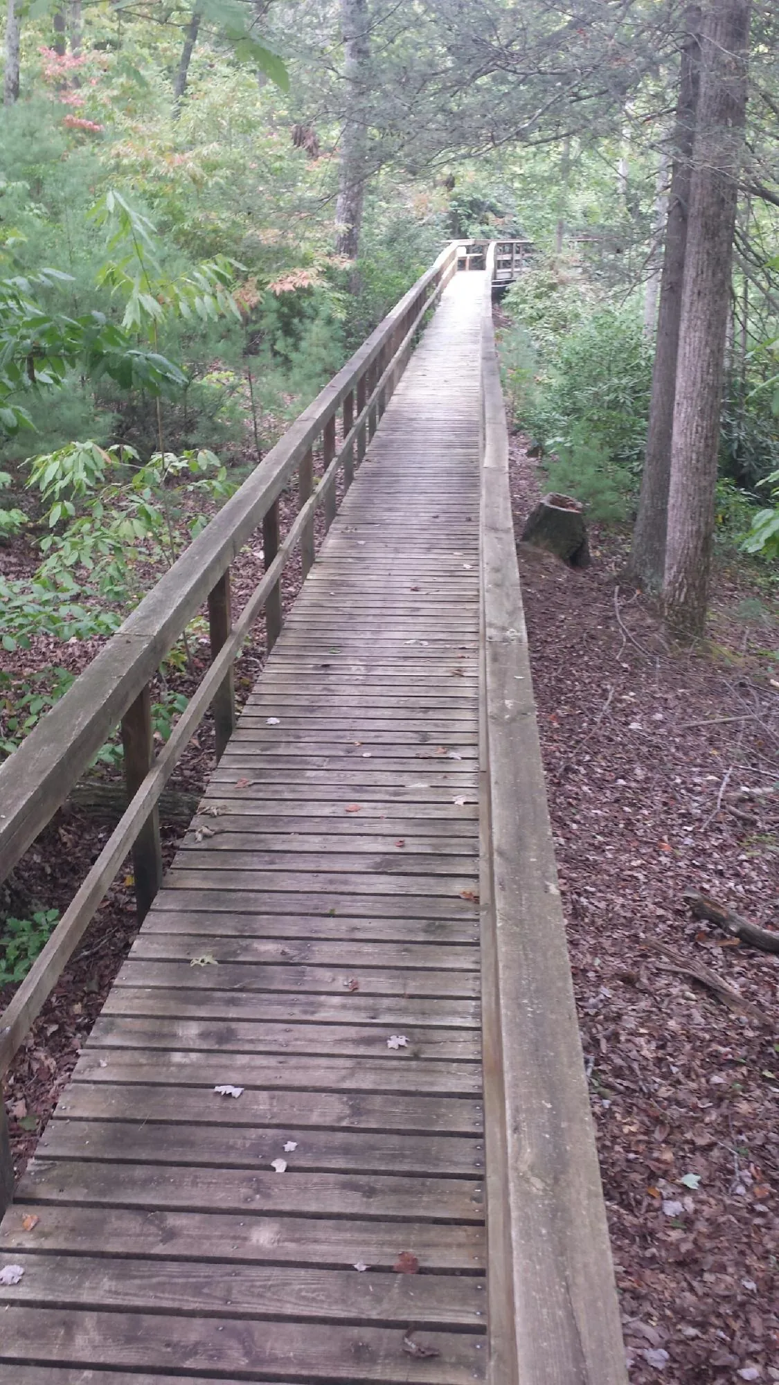 Long wood walkway with handrails built through the woods in Rock Falls